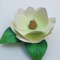 Magnolias