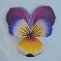 Pansy - Medium Purple/yellow