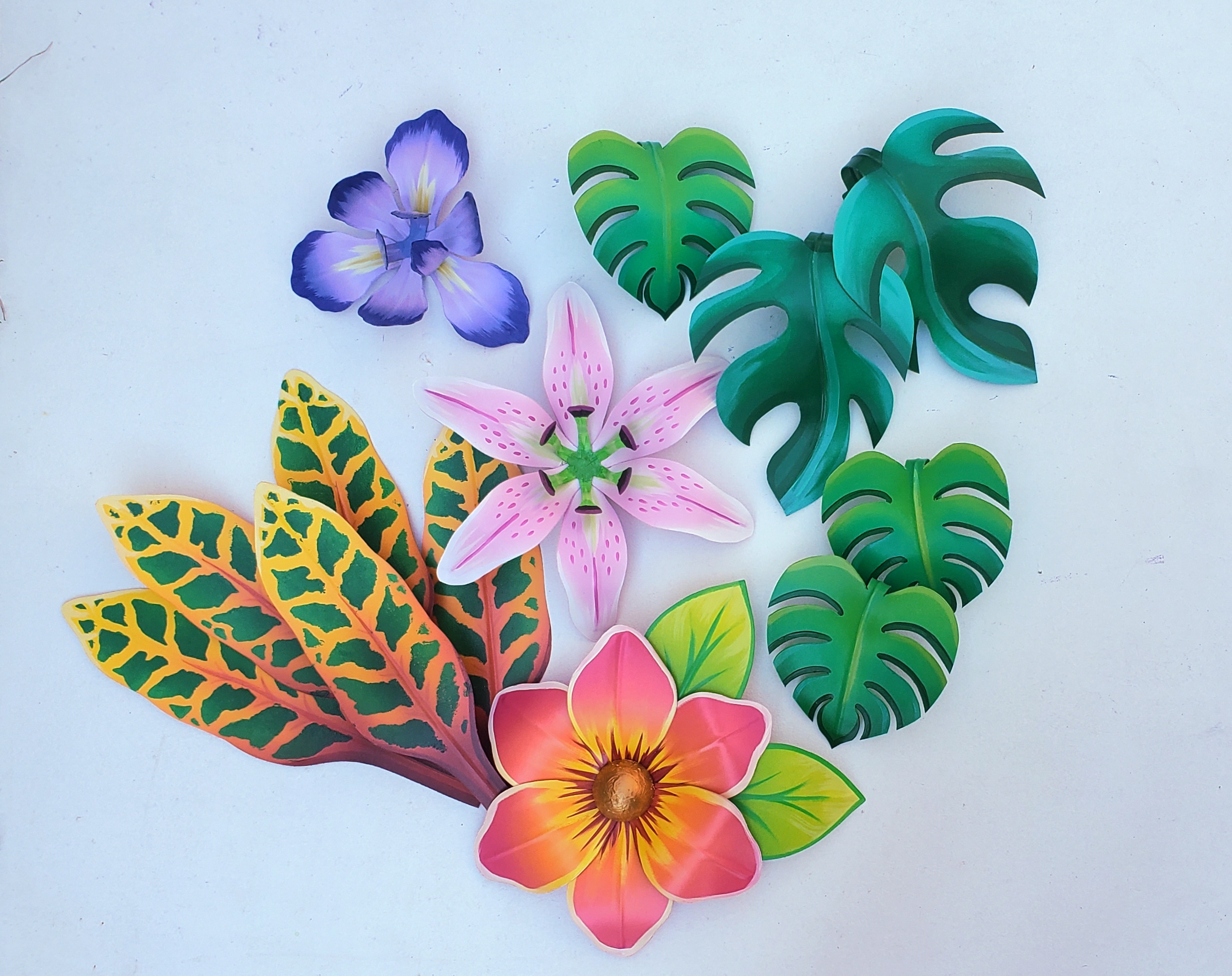 Rhaphidophora (R) - Image 2