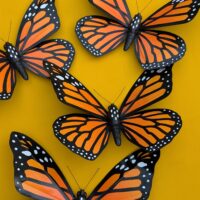 Monarch Butterfly - MD - Orange