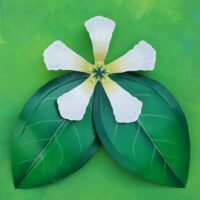 Star Jasmine with Leaves