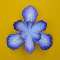 Iris - Medium Purple